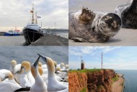 elbehelgoland2013